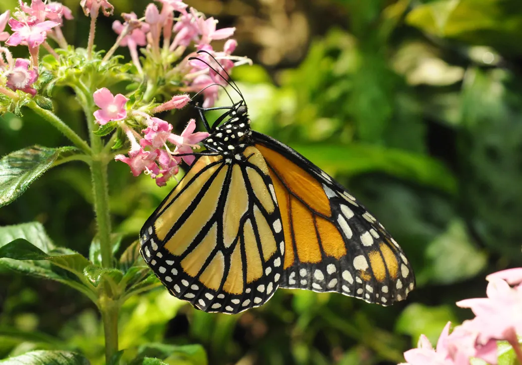 Monarch butterfly sitting on a pink flower.