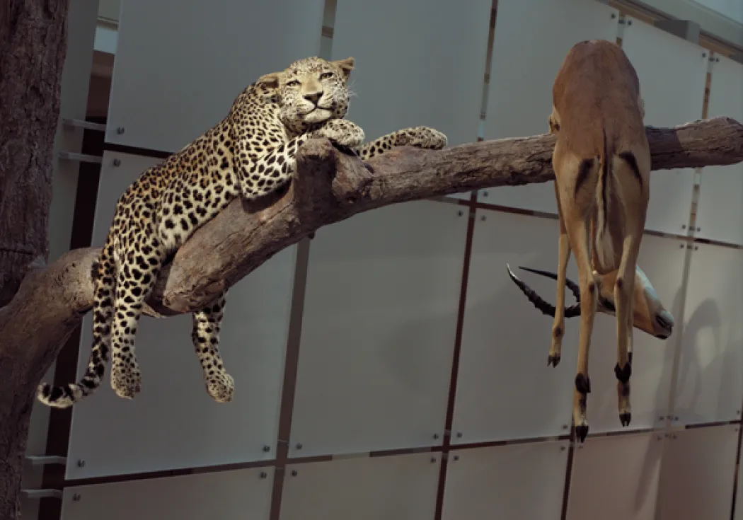 cheetah on branch with other animal