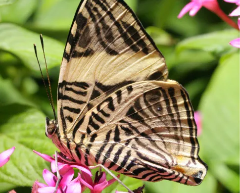 Colobura dirce, a pale yellow and black butterfly with its wings closed