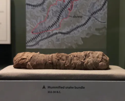 A small package of mummified snake in Mummies exhibit