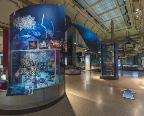 entry to ocean hall with reef in glass and whale from ceiling 