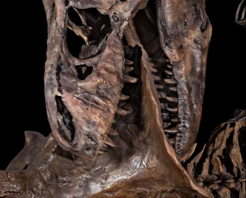 T. rex close-up
