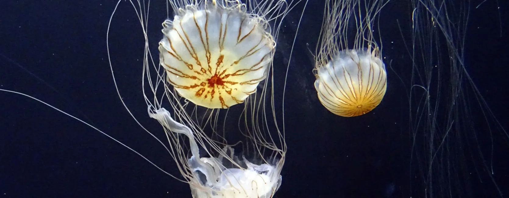 three jellyfish