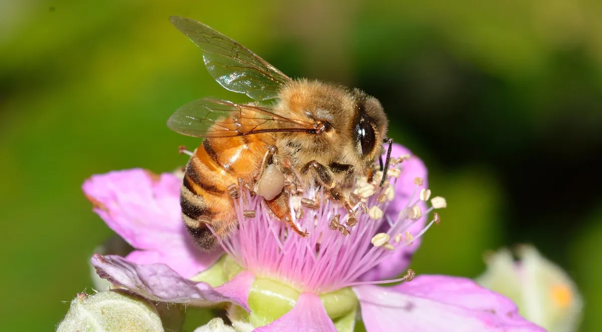 a honey bee lands on a purple flower