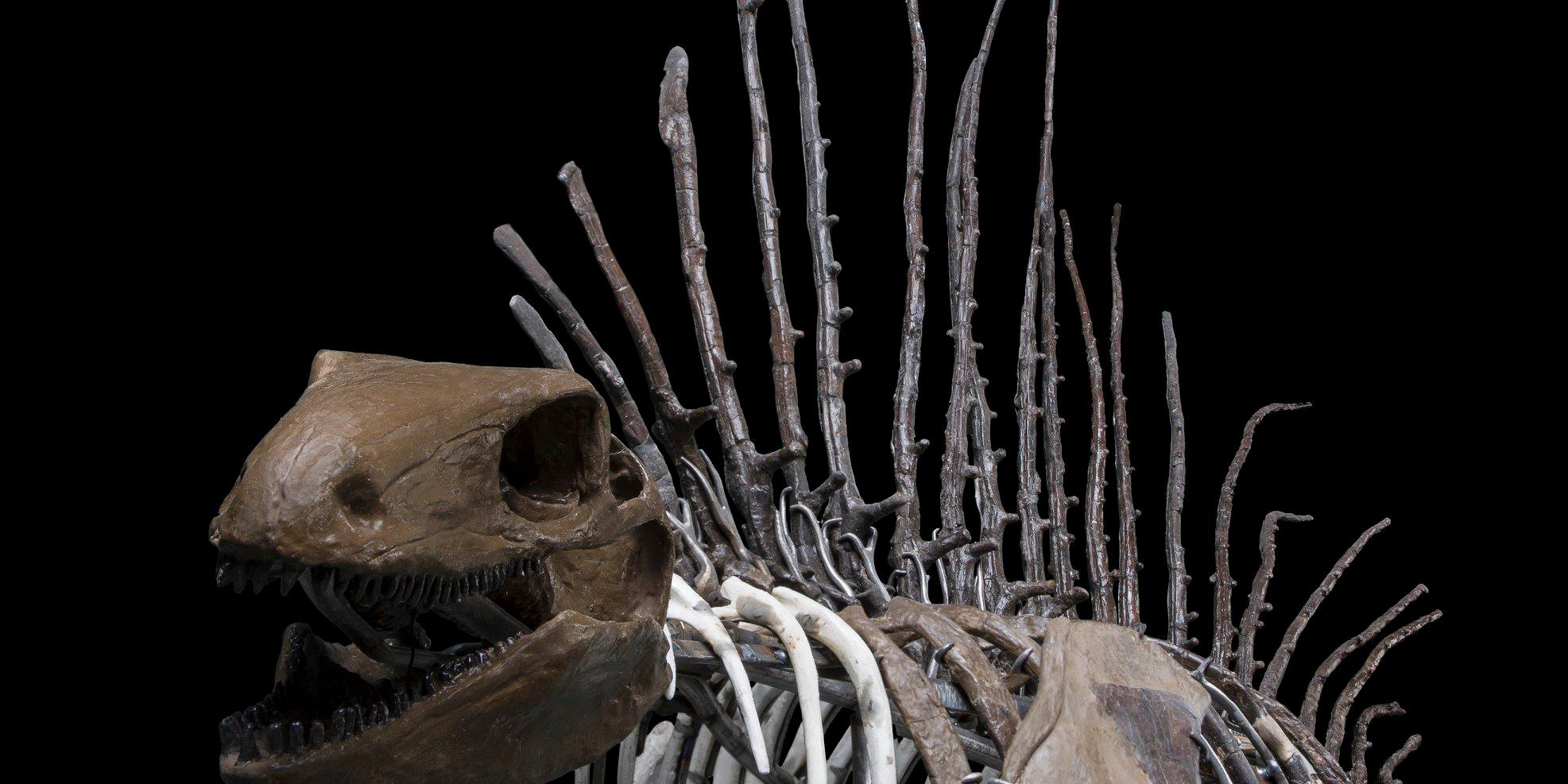 A Celebration of Fossils - For Families | Smithsonian National Museum of Natural History
