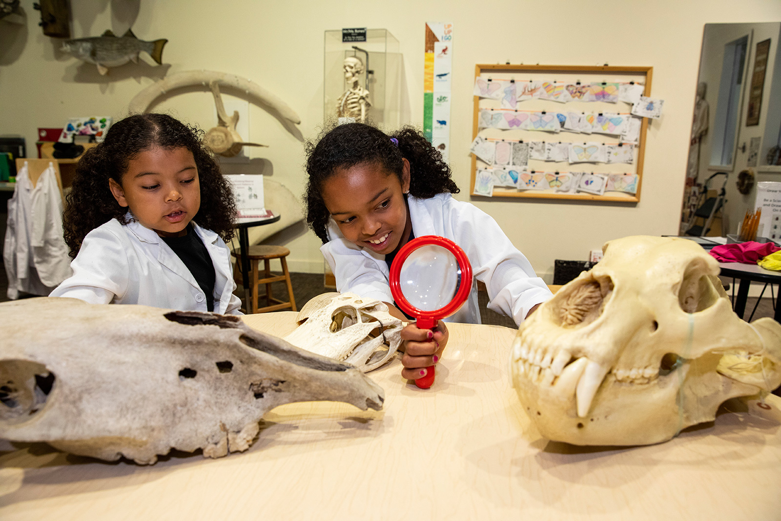 Two young girls in white lab coats use a hand lens to examine models of fossils at a table in Q?rius jr. – a discovery room.