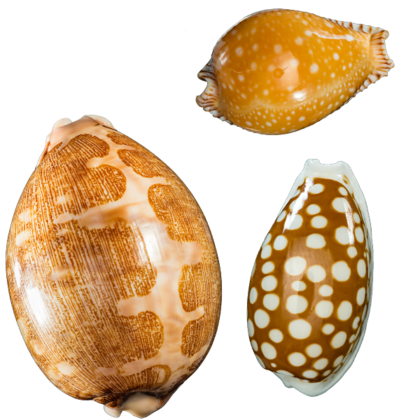 three cowrie shells