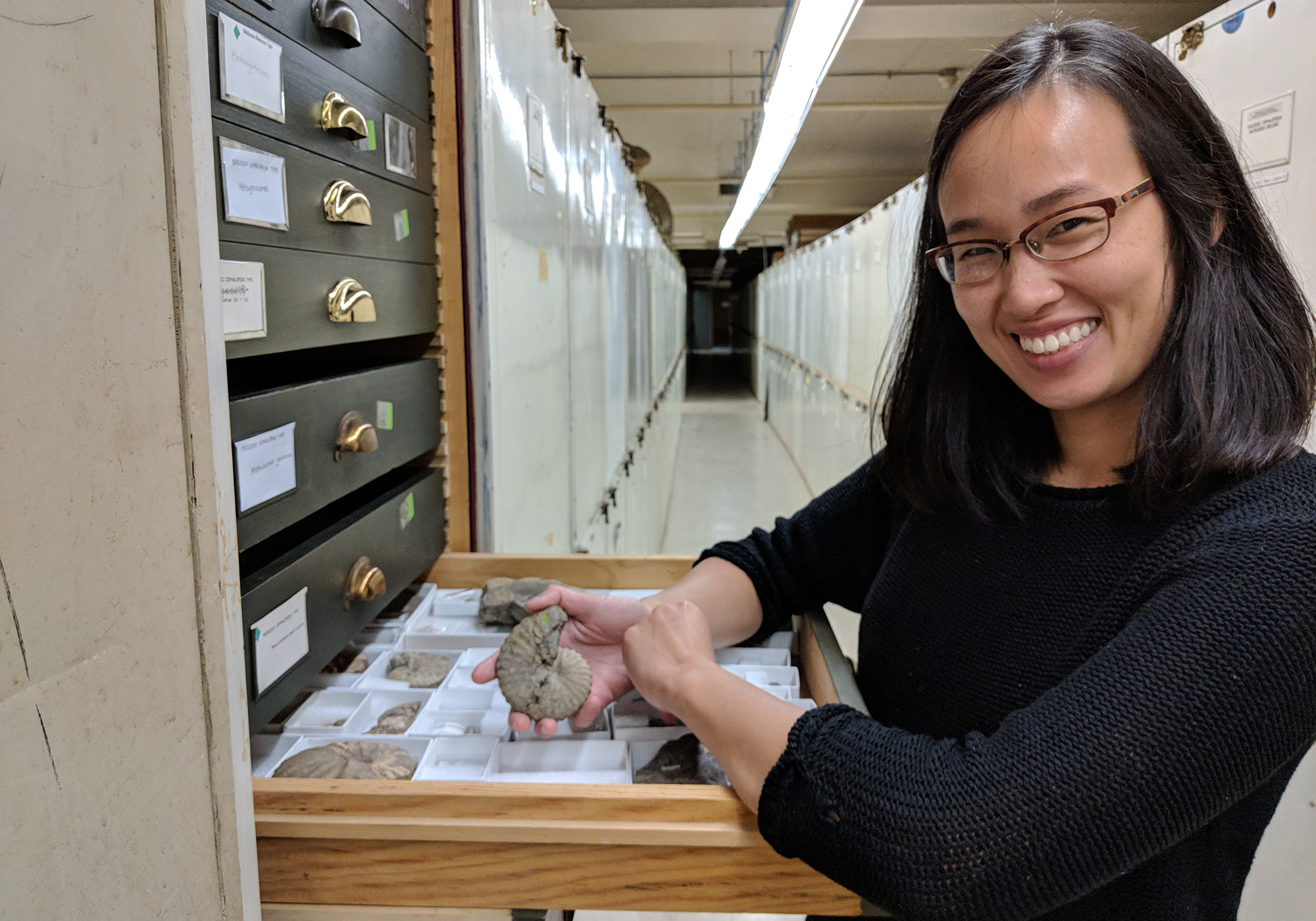 Paleobiologist Lucy Chang holds an ammonite fossil over a drawer of collection specimens at the museum.