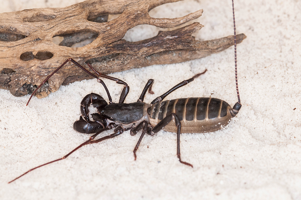 A vinegaroon, or whip scorpion, on sand next to some tree bark. It is a black, brown, and copper arachnid with eight legs.