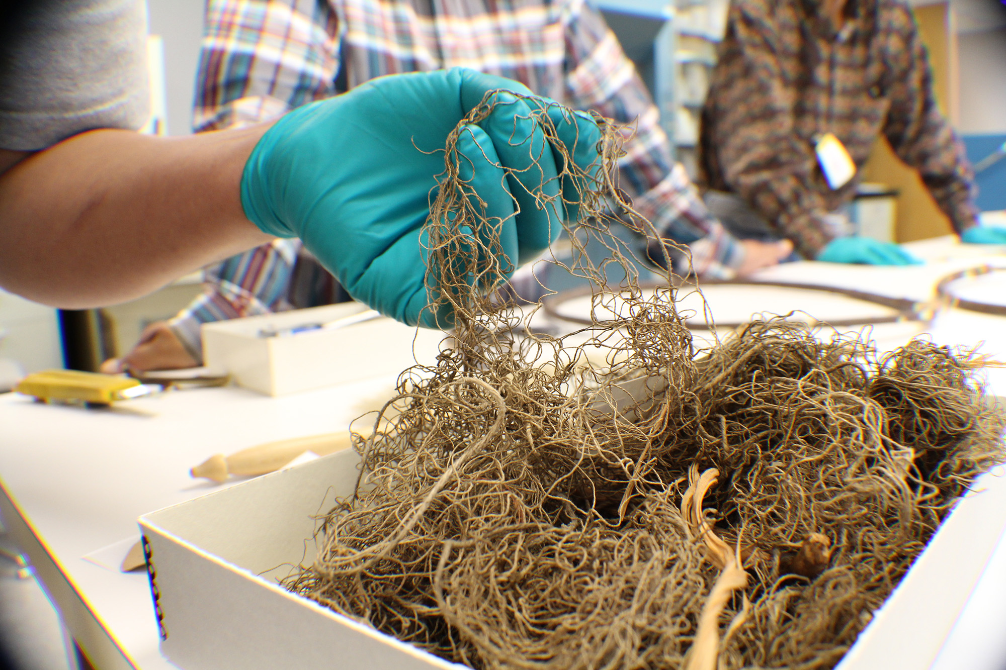 Wanapum researchers examine netting in collections