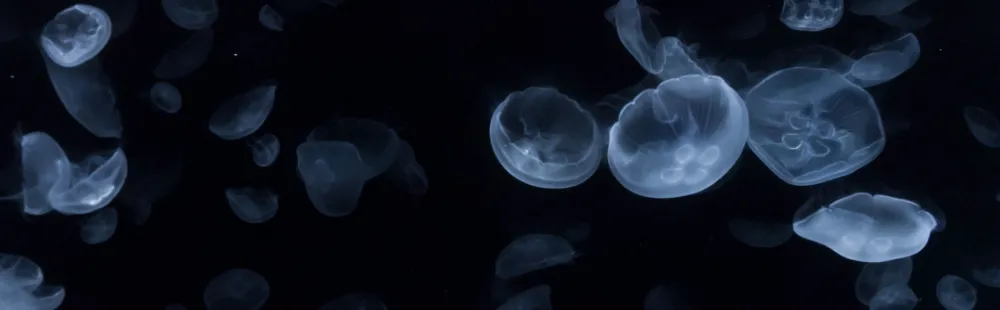 Many blue jellyfish against a black background