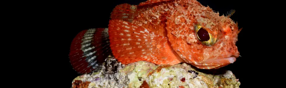 Scorpaena brasiliensis, scorpionfish. Photo by Barry Brown.