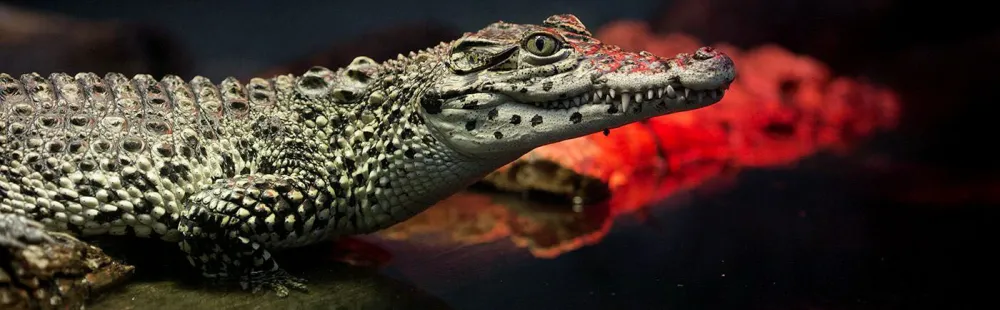 Crocodylus rhombifer, Cuban crocodile. Photographed at the Reptile Discovery Center, National Zoological Park.