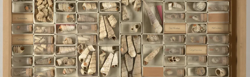 Collections drawer of fossil invertebrates