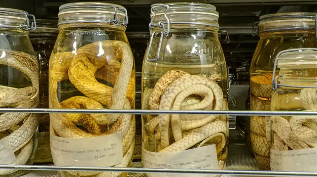Snake Collections at the Museum Support Center