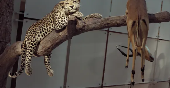 cheetah on branch with other animal