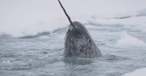 Narwhal popping in from the ocean 