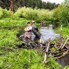 Busy Beavers: Restoring Riverscapes