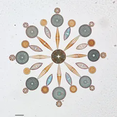 Tiny Critters, Big Jobs