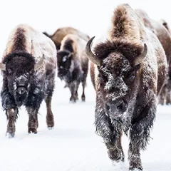 American Bison Cart Chat