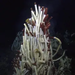 CANCELLED: Dive into the Deep