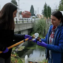 Invisible Threat: How Chemicals in Stormwater Affect Salmon