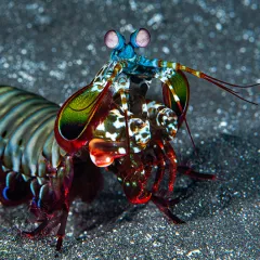 The Mantis Shrimp: Beautiful, Dangerous, and Powerful