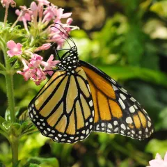 Monarch butterfly sitting on a pink flower.