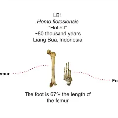 Homo floresiensis, the enigmatic "hobbits" of human evolution