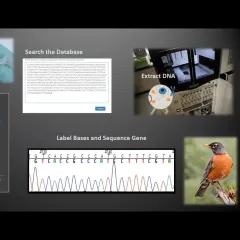 Video screenshot showing a presentation slide with six images on it, including a graph, lab equipment, and a bird. Next to the slide are two women, each shown in a small, rectangular video window