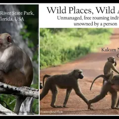 Two photos of rhesus macaques