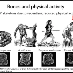 Presentation slide titled, Bones and physical activity, with a subtitle of light skeletons due to sedentism; reduced physical activity. Below the text are two rows of images: Illustrations of four primates: chimpanzee, A. Africanus, Early modern human, and recent humans. In the second row are photos of bone scans for each primate.