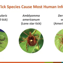Presentation slide with pictures of the three tick species that cause the most human infections.