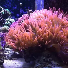 Tank in the coral lab with orange and pink corals