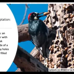 An acorn woodpecker clinging to the side of a tree. Some text is displayed next to the image.