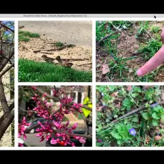 Montage of five images on a video conference screen: A squirrel in a tree, two small birds on a lawn, a finger pointing at the ground, pink buds on a tree, and a violet.