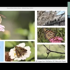 Montage of six images on a video screen: A bee on a flower; birds on a fence; a monarch butterfly; bird on a tree branch; moth on a flower; and an insect inside a flower.
