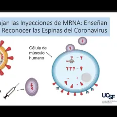 Image of presentation slide illustrating how MRNA vaccines work with alongside image of presenter Alicia Hernandez, MD