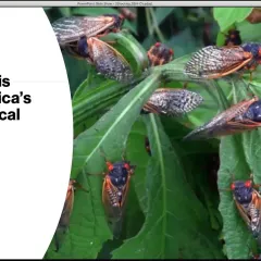 Periodical cicadas sitting on the leaves of a plant
