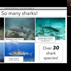 Video screen showing a slide, So many sharks! It has five photos of different shark species.