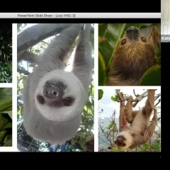 Screenshot of collage of sloth pictures next to image of educator Katie Derloshon