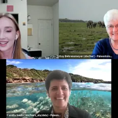 Video frame of three people in a Zoom webinar: Laura Haynes, Kay Behrensmeyer, and Camilla Souto