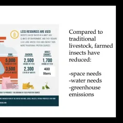 Screenshot of PowerPoint presentation slide describing resources used to raise cattle and poultry in comparison to farmed insects
