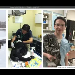 Screenshot of three pictures of Dr. Ernesto Domínguez holding different animals