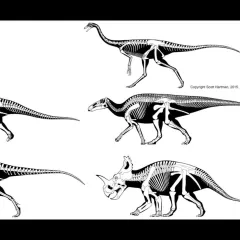 Video screenshot showing a large image of illustrations of five different dinosaur skeletons and small images of three people's faces to the right.