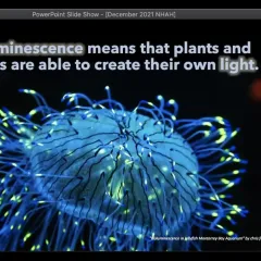 Blue bioluminescent jellyfish with caption that reads, Bioluminescence means that plants and animals are able to create their own light.