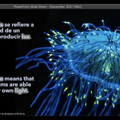 Screenshot of PowerPoint slide with image of bioluminescent sea creature