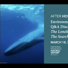 A whale underwater with text reading, "After Hours, Environmental Film Festival, Q&A Discussion, The Loneliest Whale: The Search for 52."