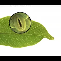 Video screenshot showing a green leaf with part of it -- an oval-shaped structure with a hole in it -- circled and enlarged