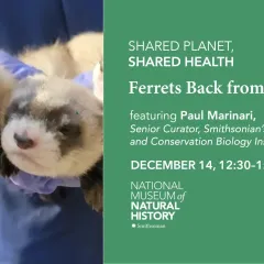 Text reads Ferrets Back from the Brink featuring Paul Marinari, shown next to photo of two black-footed ferret kits